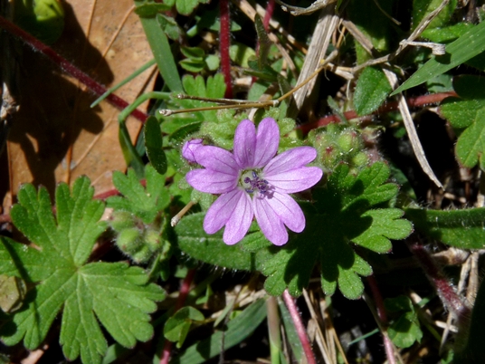 {Geranium molle}